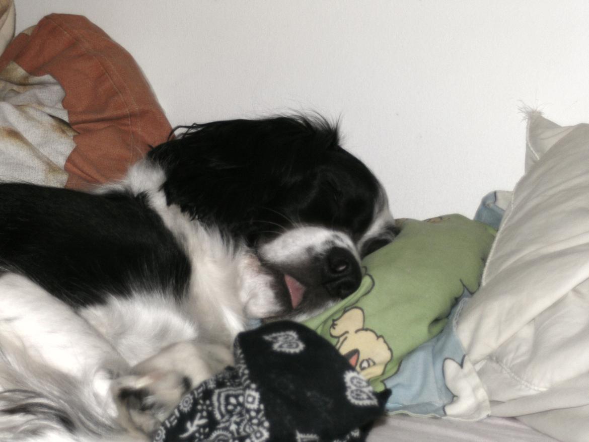 Field Trial spaniel Sif - læk mærke til tungen  billede 15