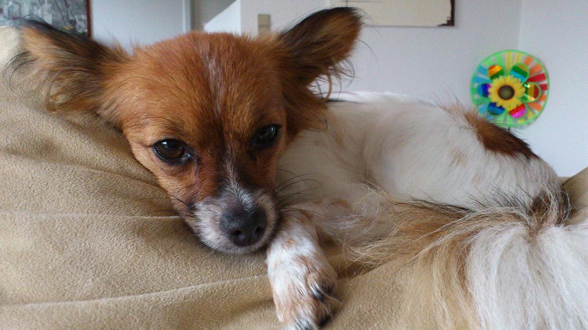 Papillon Lille Fix billede 1