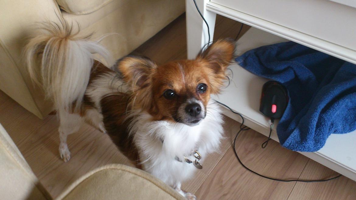 Papillon Lille Fix billede 2