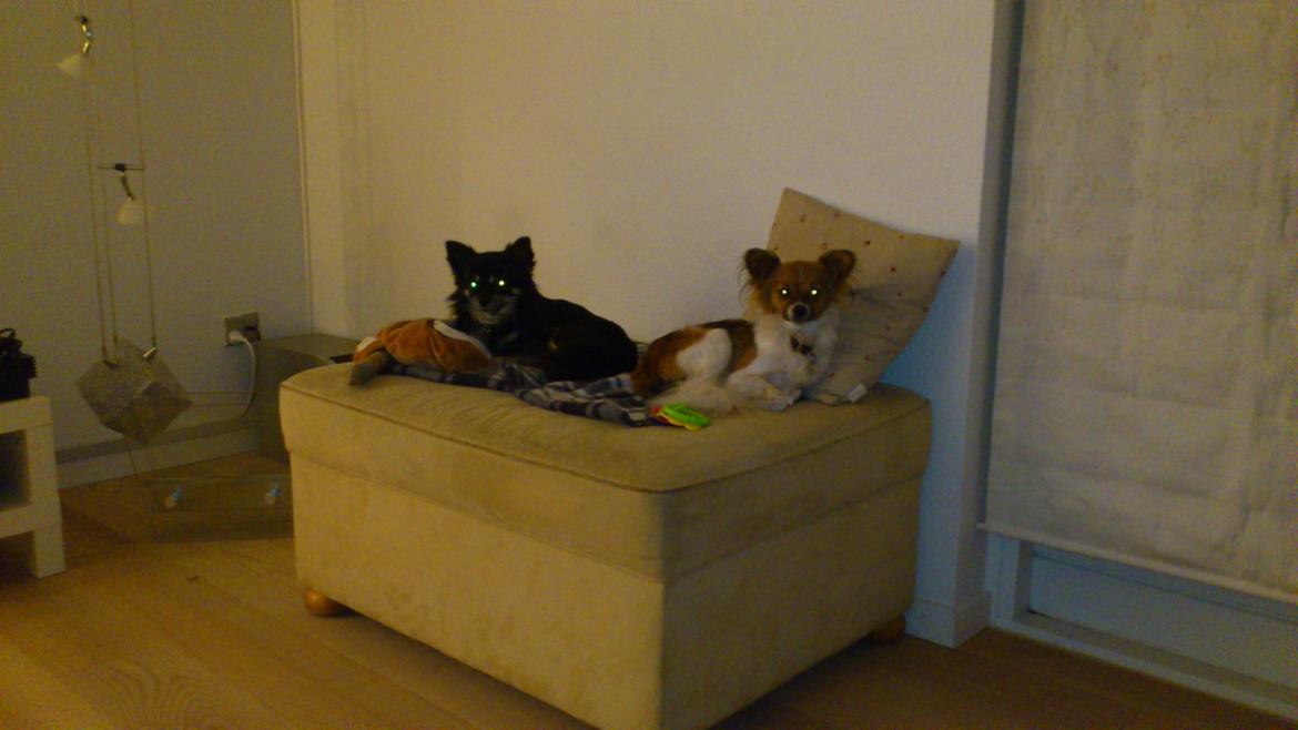 Papillon Lille Fix - Lilli og Cody hygger billede 3