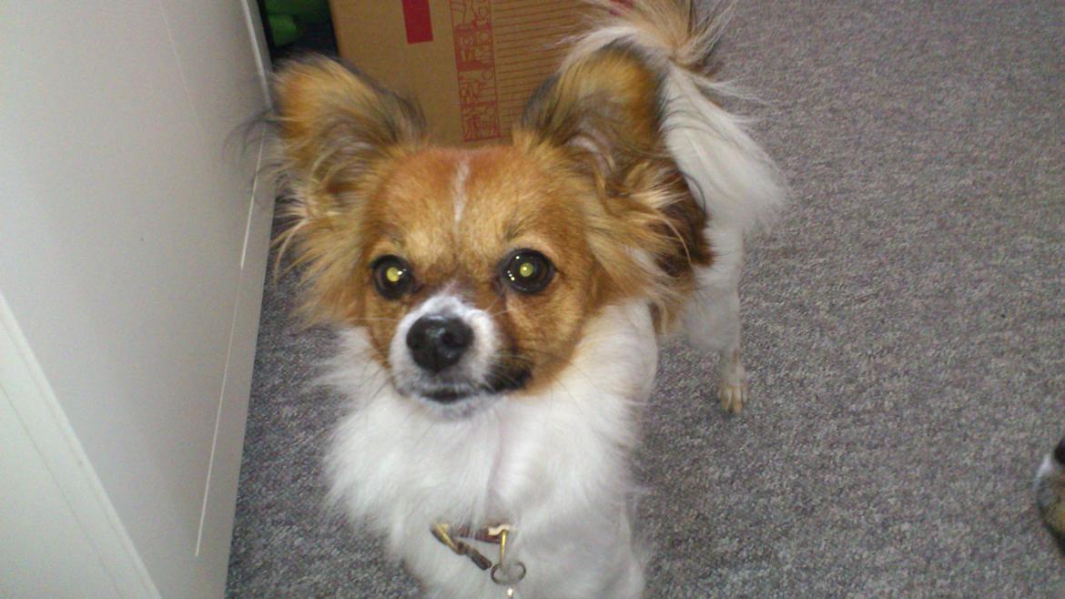 Papillon Lille Fix billede 4