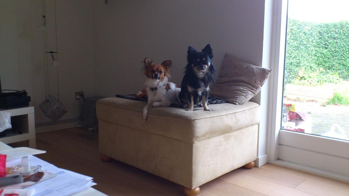 Papillon Lille Fix billede 5