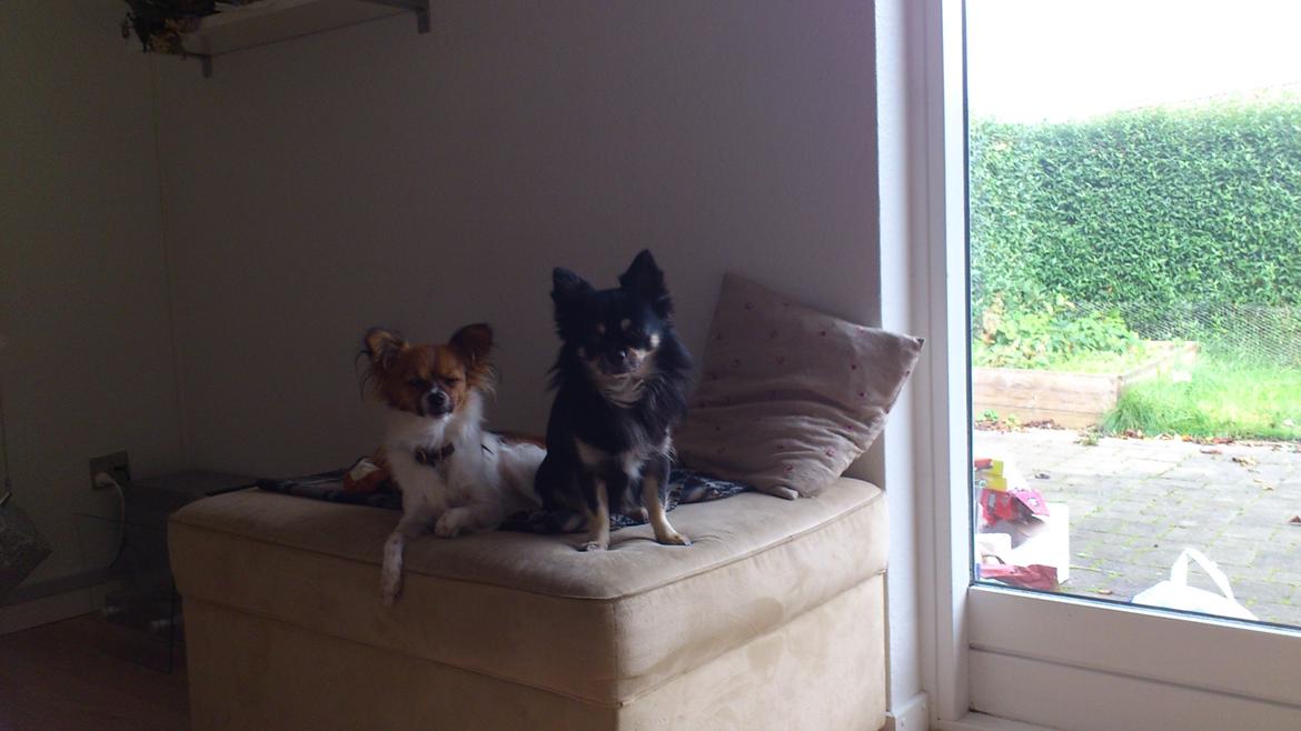 Papillon Lille Fix billede 6