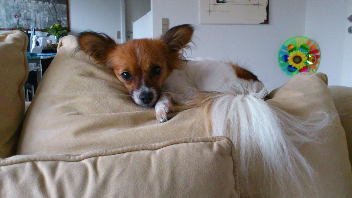 Papillon Lille Fix - Hendes yndlings sted på sofaen..  billede 7