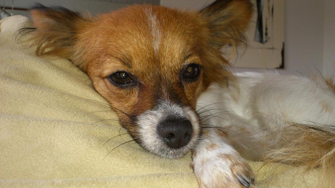 Papillon Lille Fix billede 8