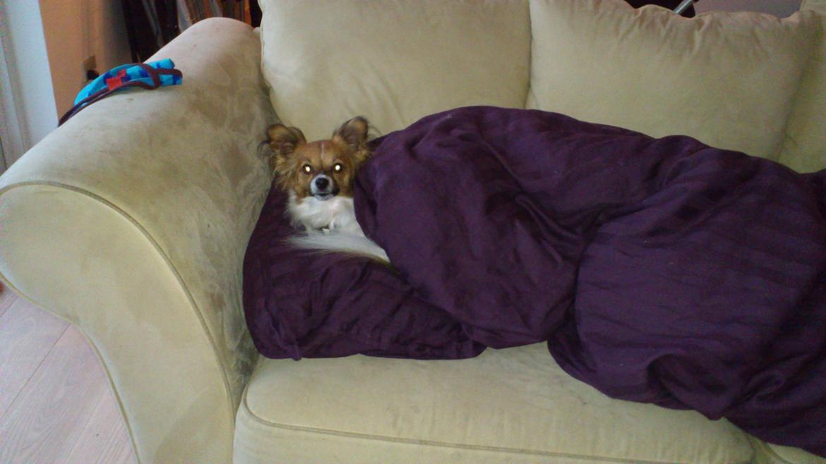 Papillon Lille Fix billede 9