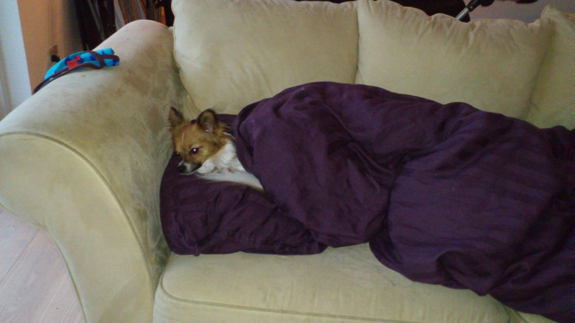 Papillon Lille Fix billede 10