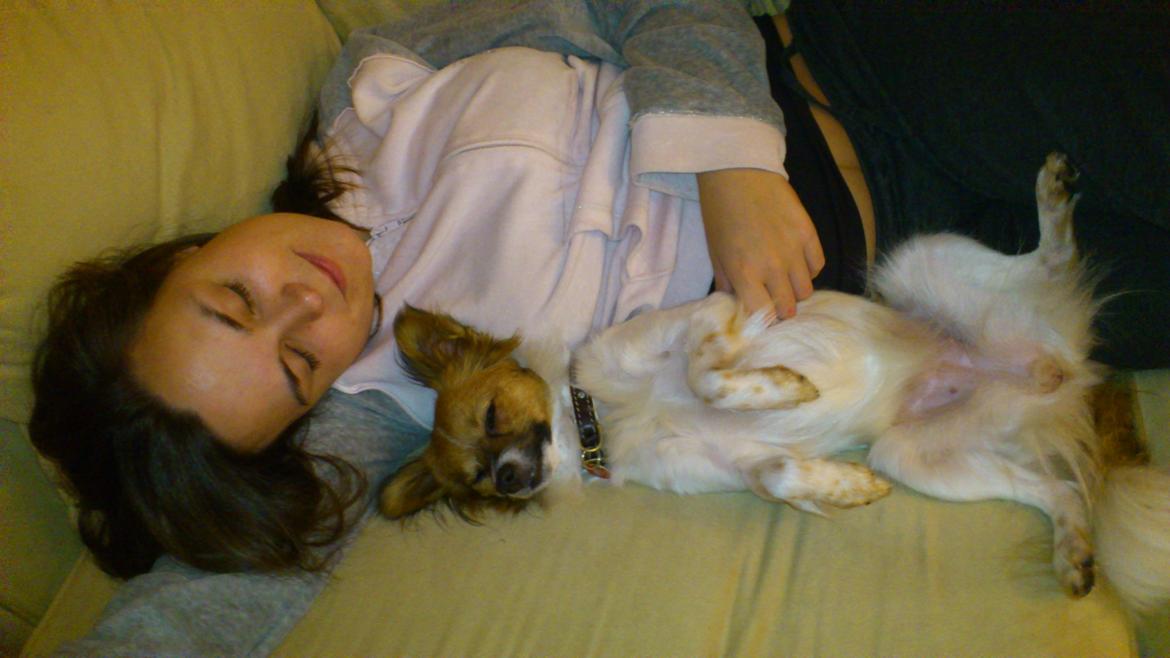 Papillon Lille Fix - Putte-hund billede 11