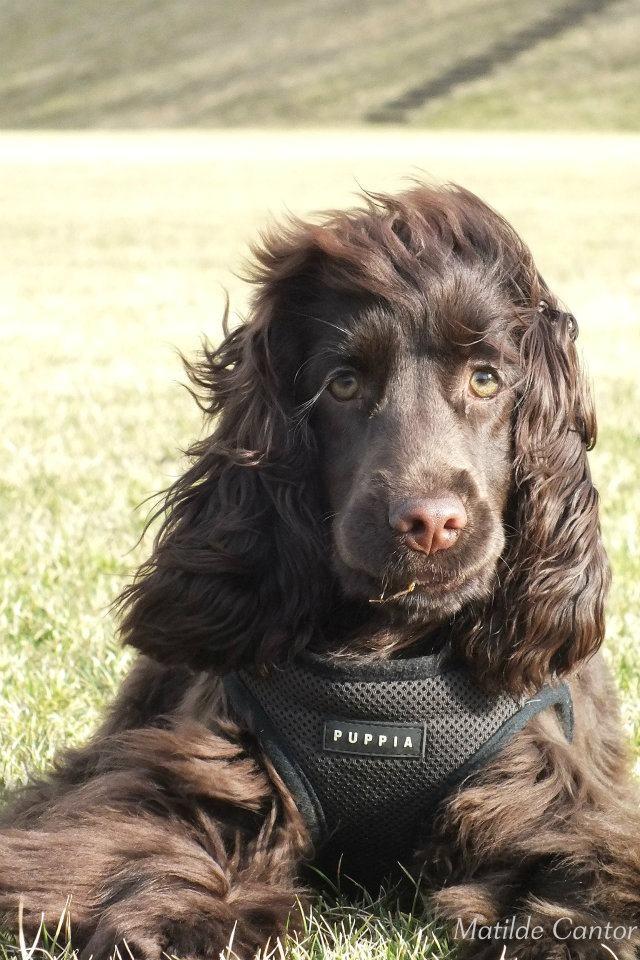 Cocker spaniel Lulu - Lulu, Marts 2012 billede 1