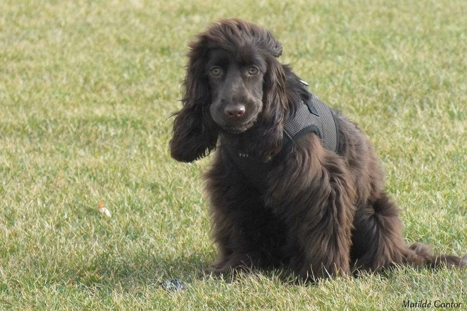 Cocker spaniel Lulu - Lulu, Marts 2012, på træf i Næstved billede 9