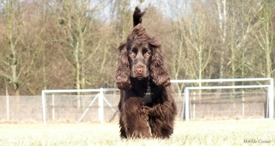 Cocker spaniel Lulu - Lulu Marts 2012 billede 7