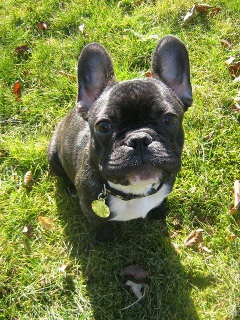 Fransk bulldog Charlie - Nyder den første forårs sol. :)  billede 3