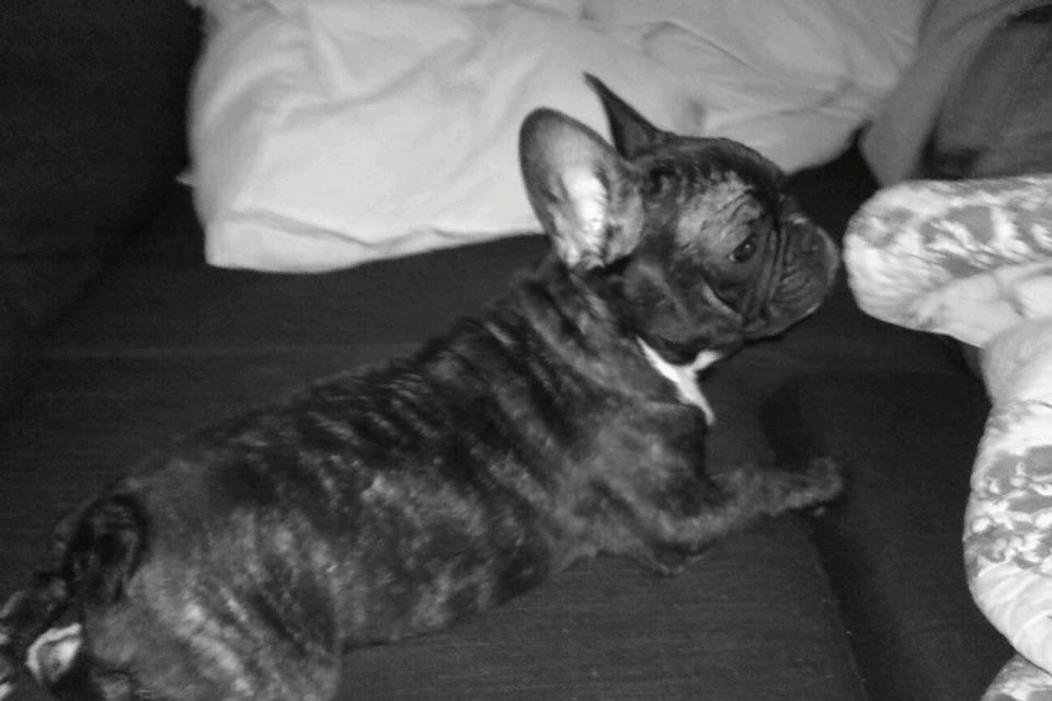 Fransk bulldog Charlie - Første dag i mit nye hjem, ligger ud med lidt sofa hygge .  billede 10