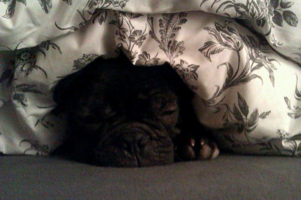 Fransk bulldog Charlie - Dyne putte i sengen mellem mine menneske-forældre, årh hvor jeg dog nyder at være i centrum :)  billede 12