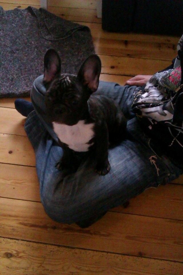 Fransk bulldog Charlie billede 13