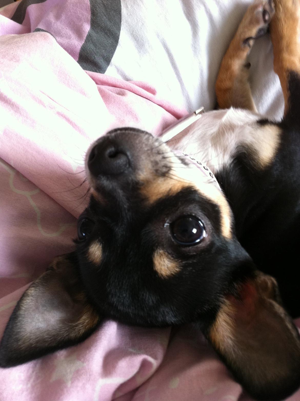 Chihuahua Mille billede 2