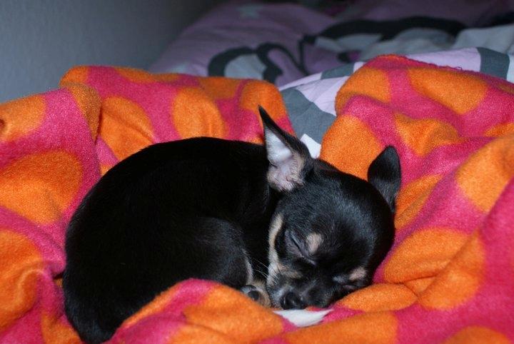 Chihuahua Mille billede 3