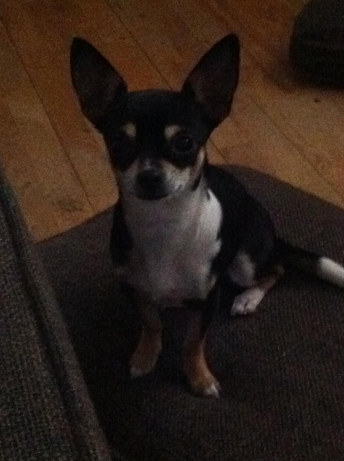 Chihuahua Mille billede 4