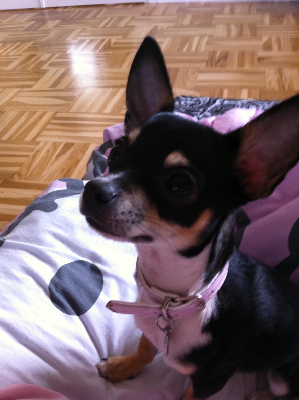 Chihuahua Mille billede 5