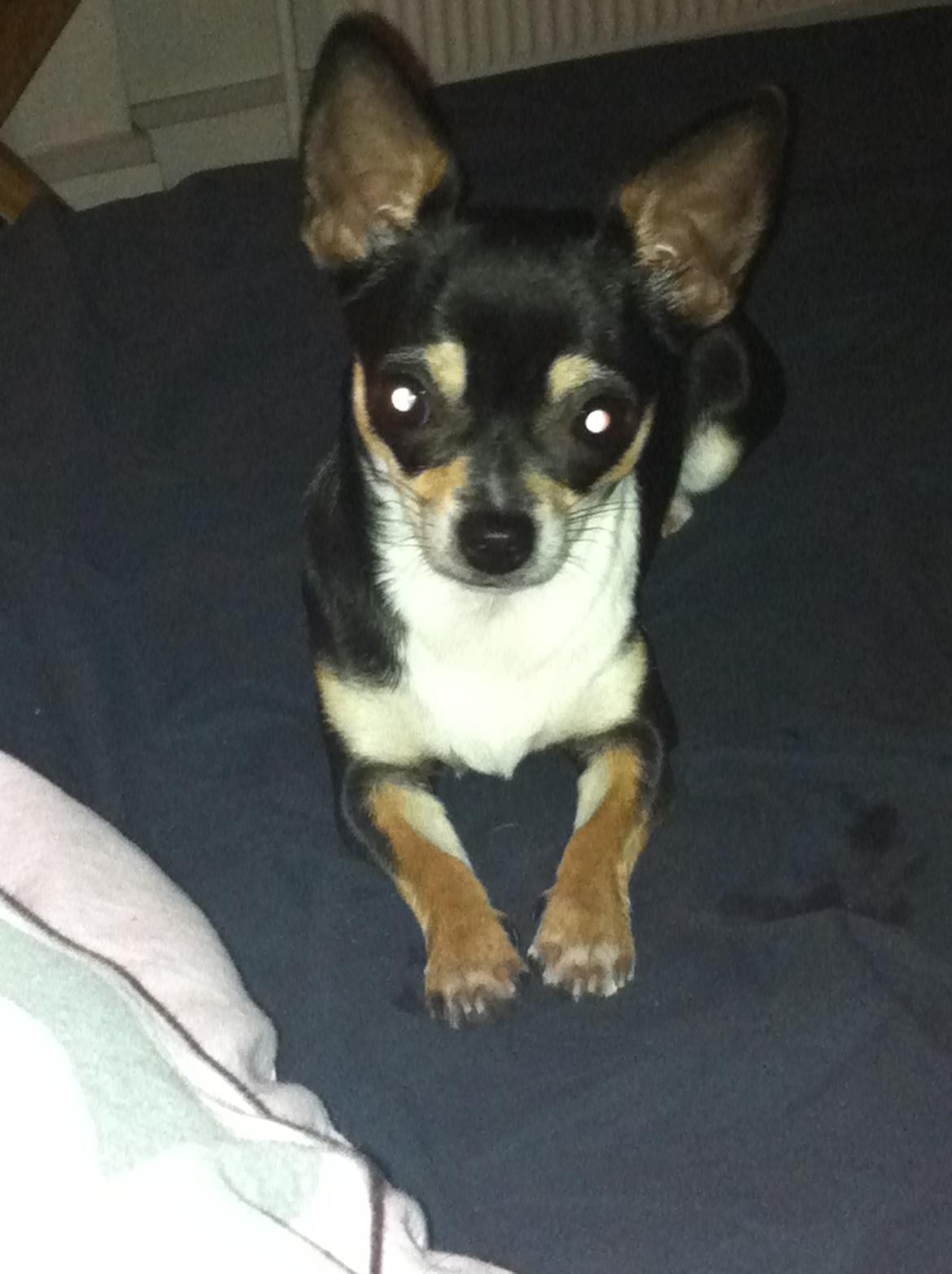 Chihuahua Mille billede 6