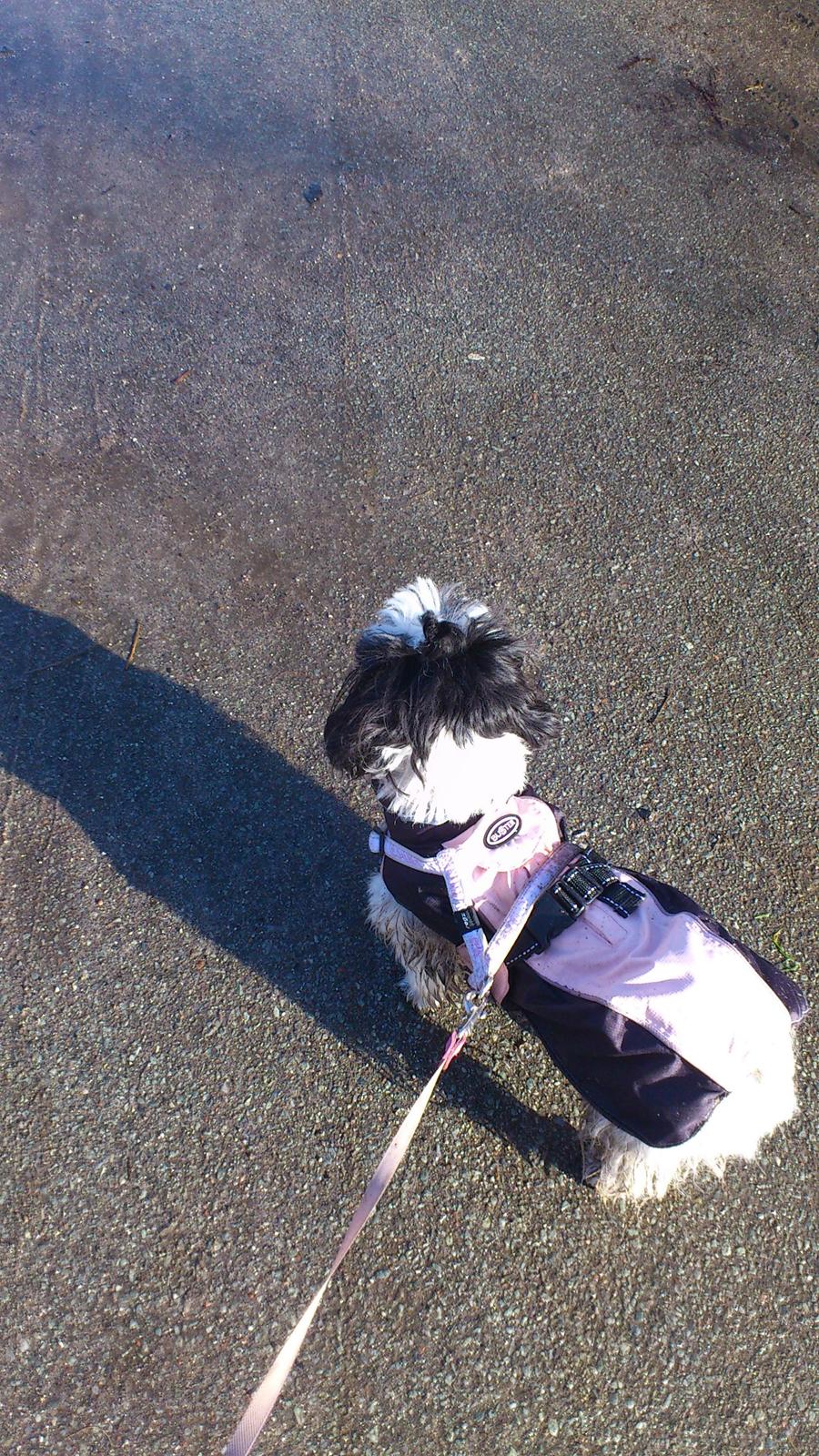 Shih tzu Bella billede 11