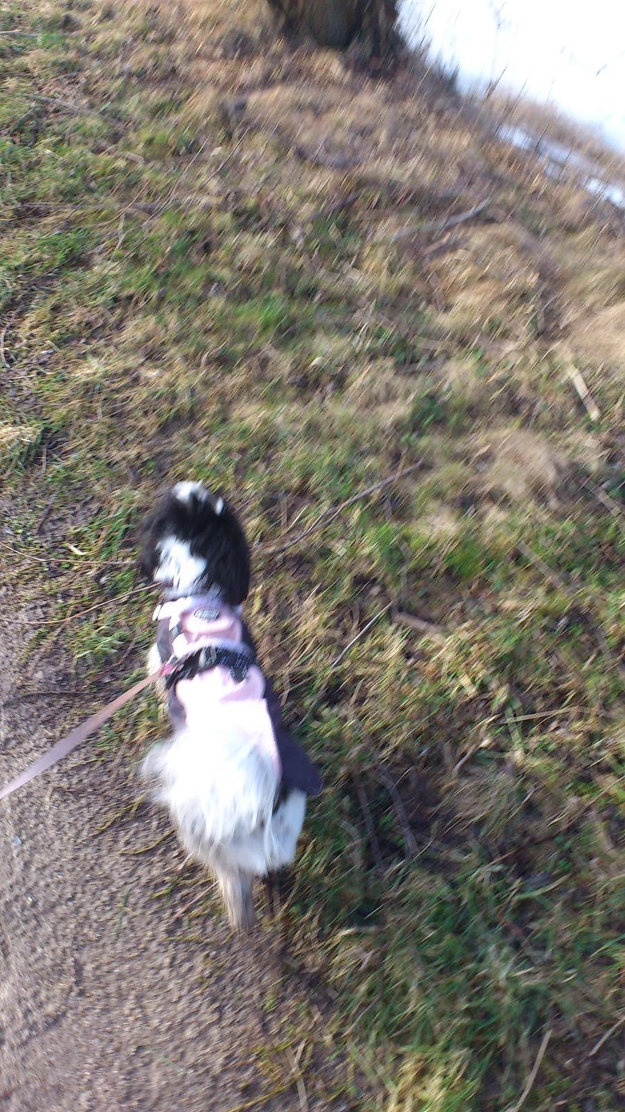 Shih tzu Bella billede 12