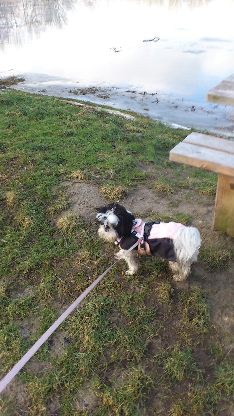 Shih tzu Bella billede 13