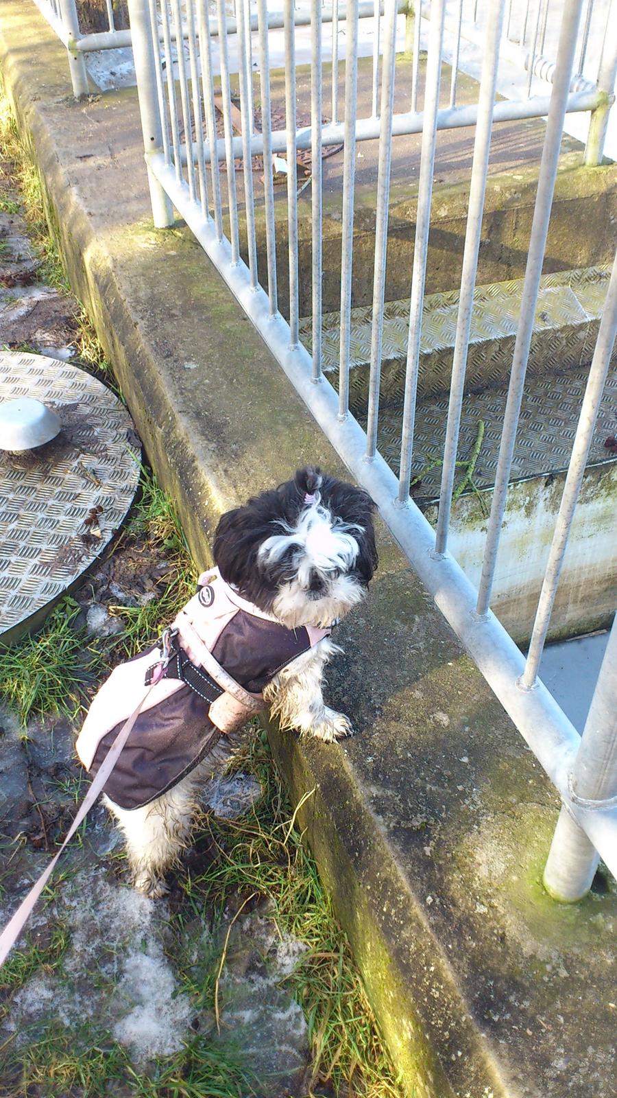 Shih tzu Bella billede 14