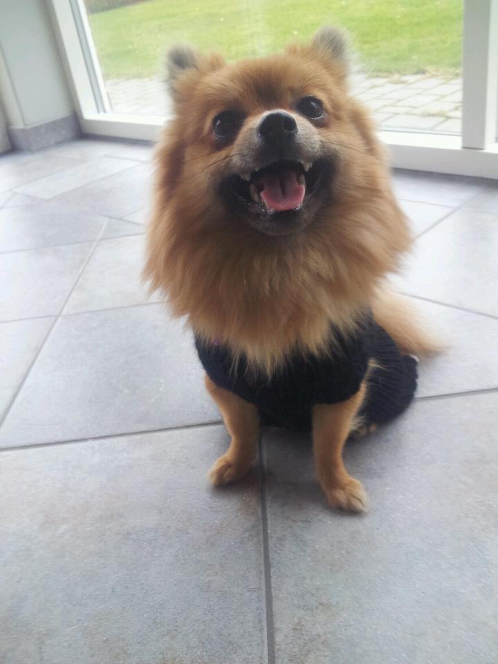 Pomeranian Nelli billede 3