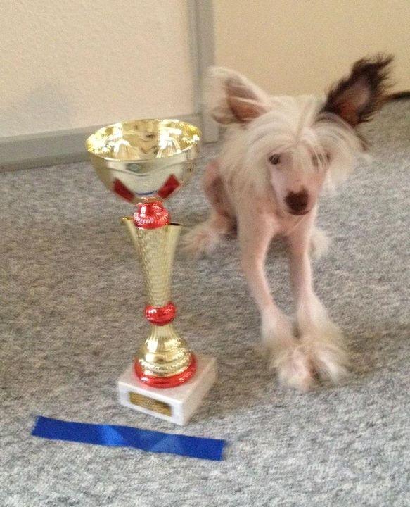 Chinese crested hårløs Chinese By Storm´s Cher - Første udstiling,,.. 1 plads og certifikat samt 2 plads. billede 16