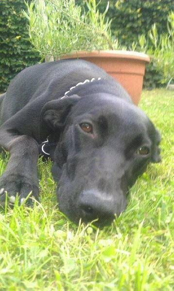 Blanding af racer zika - Lidt træt efter en dejlig dag i haven.. gaab billede 15