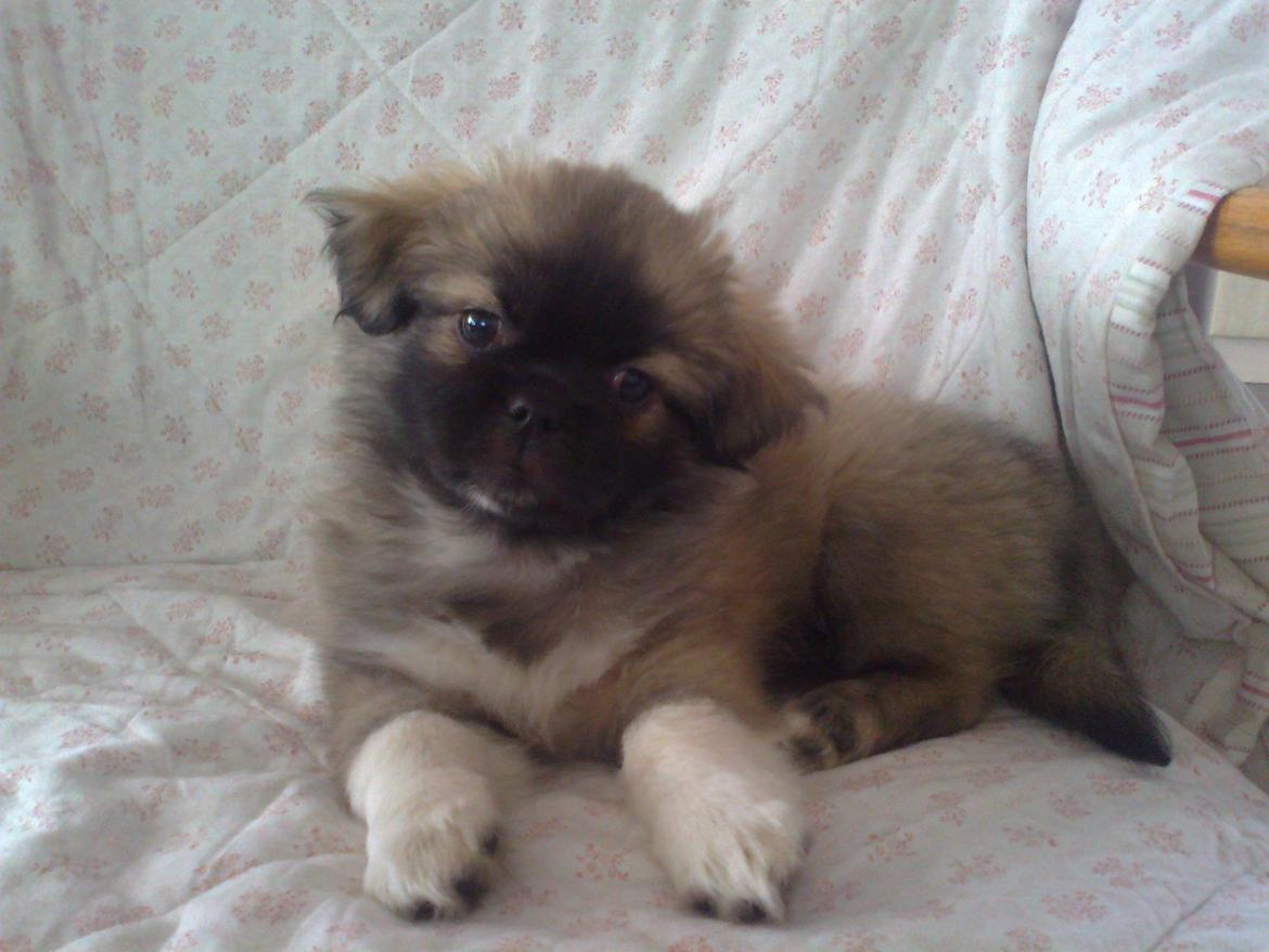 Tibetansk spaniel Our Passion Billie Jean - Jean 11 uger gammel ;) billede 3