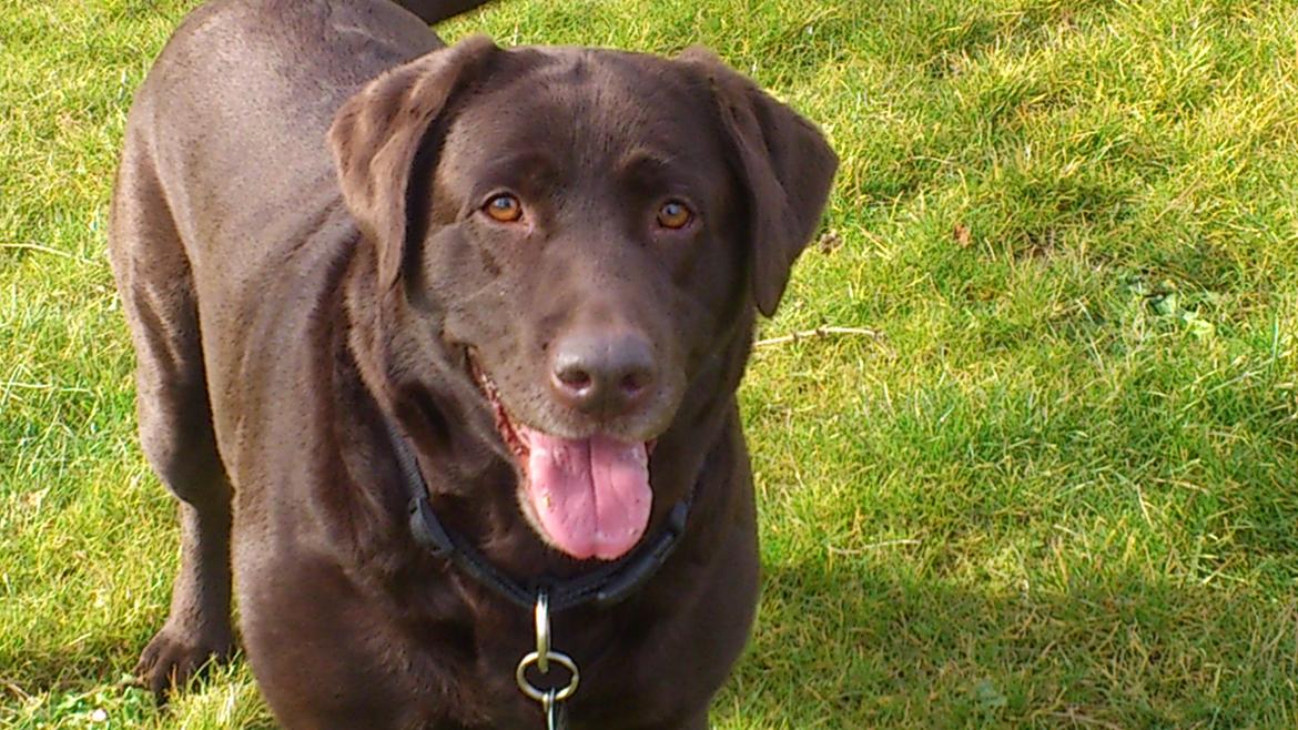 Labrador retriever Tidligere hund Mille billede 6