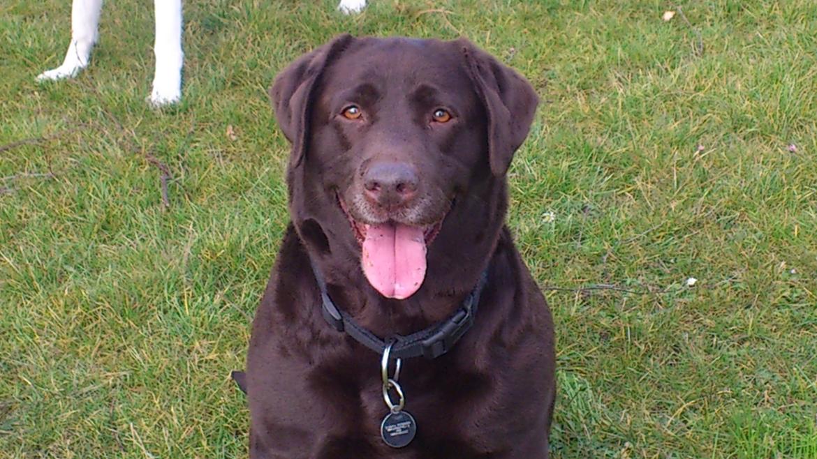 Labrador retriever Tidligere hund Mille - Smukke billede 7