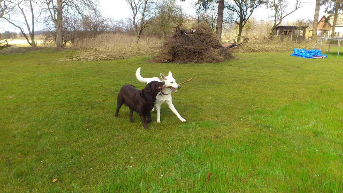 Labrador retriever Tidligere hund Mille - Som venner vi deles billede 8