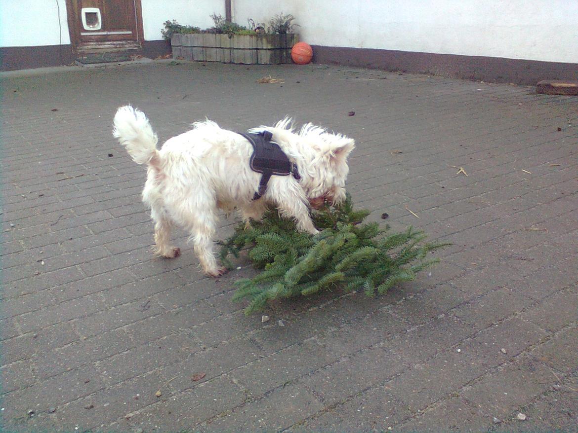 West highland white terrier Whisky billede 2