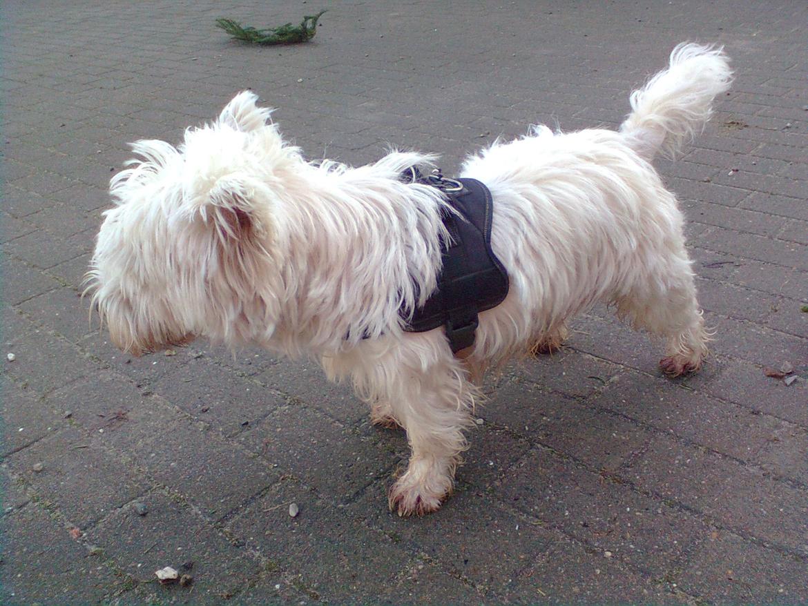 West highland white terrier Whisky billede 3