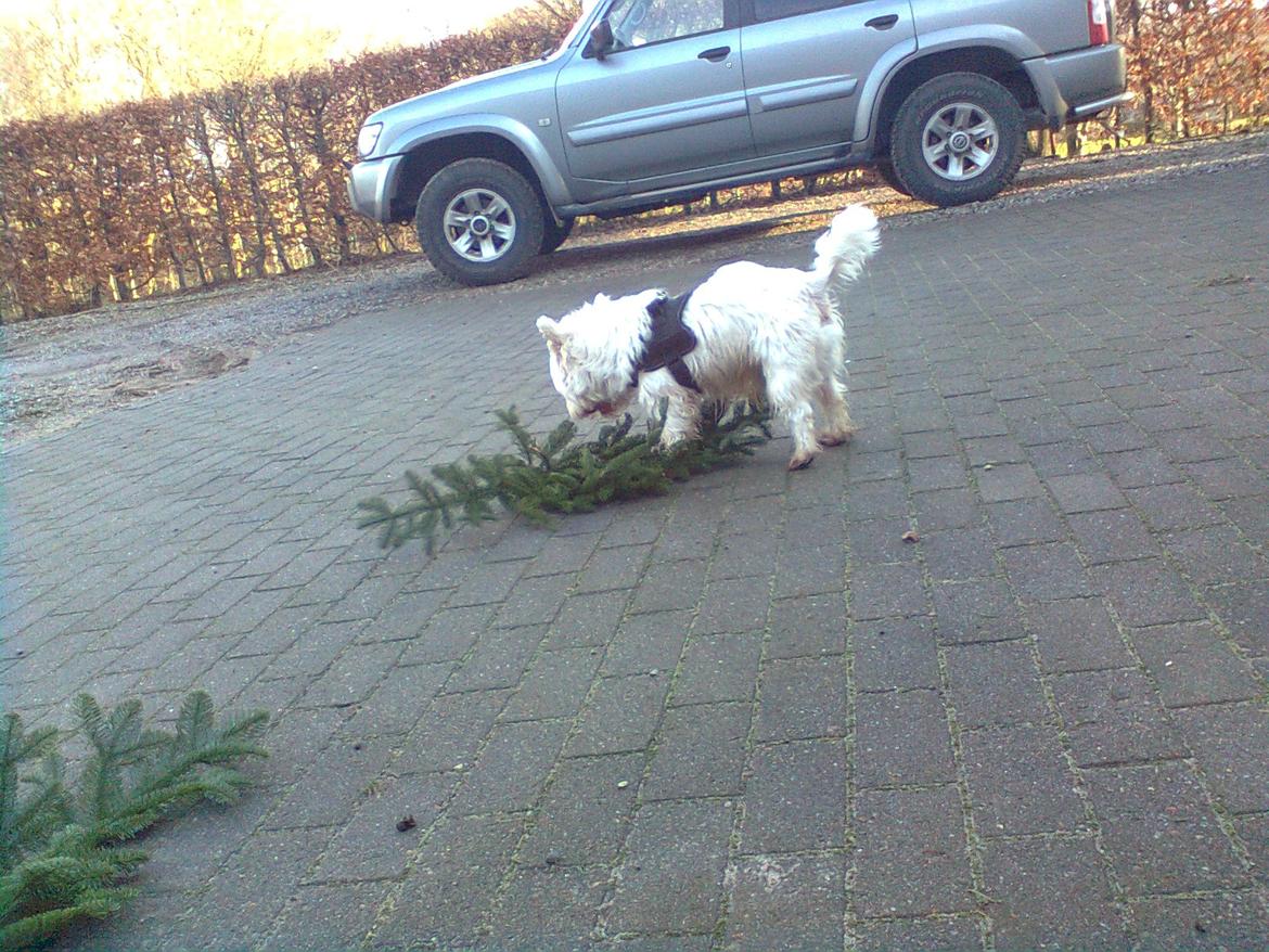 West highland white terrier Whisky billede 4