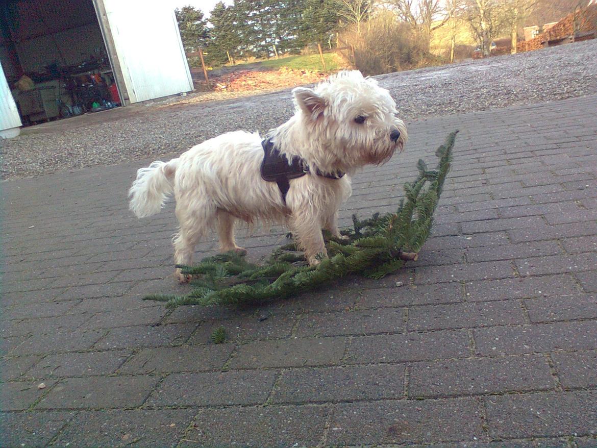 West highland white terrier Whisky billede 5