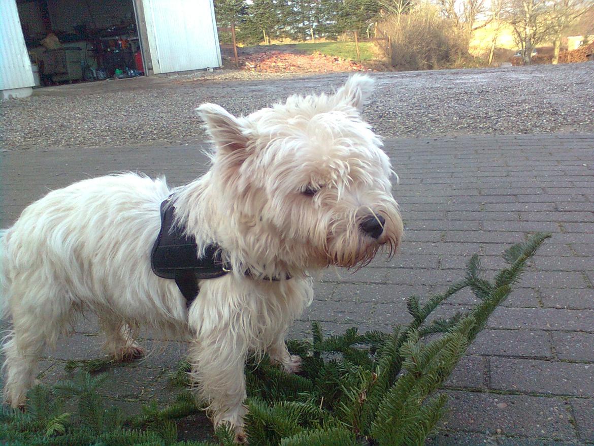 West highland white terrier Whisky billede 6