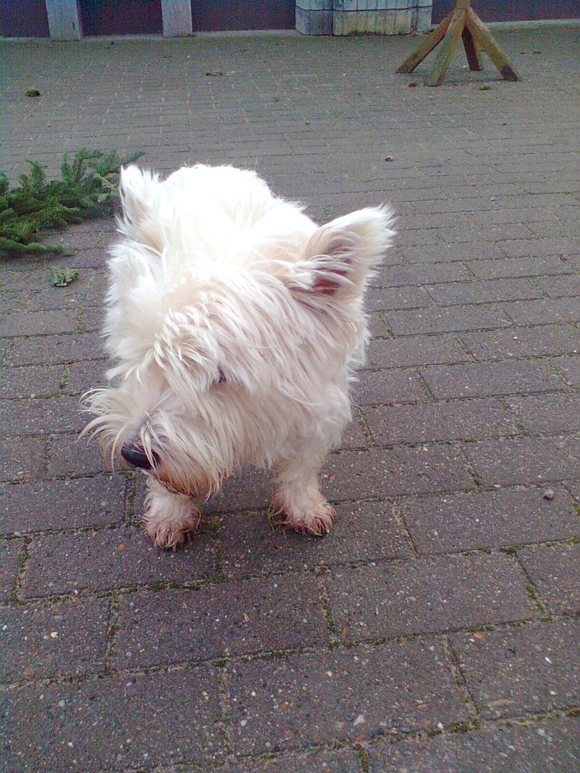 West highland white terrier Whisky billede 7