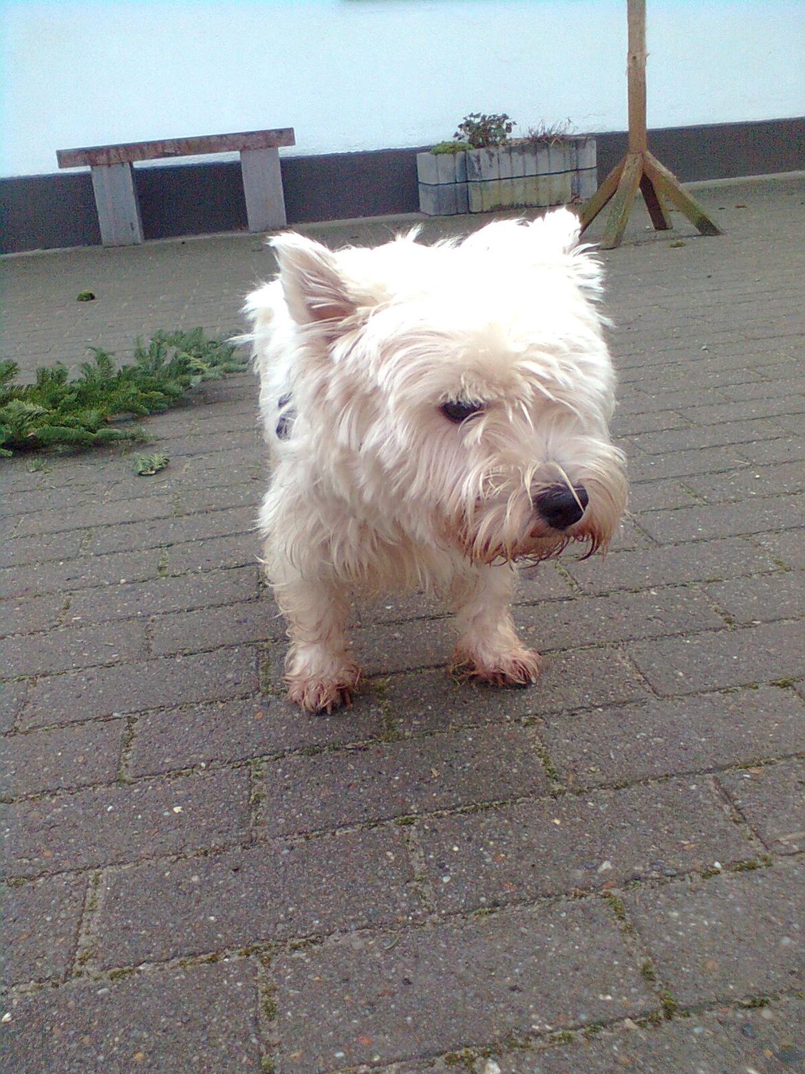 West highland white terrier Whisky billede 8