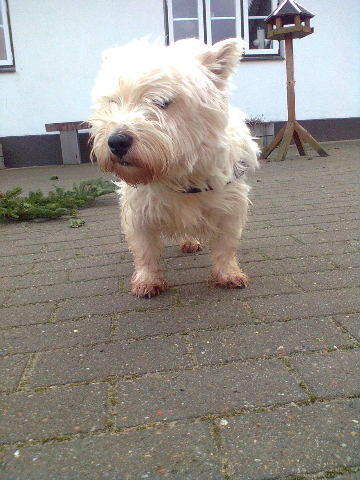 West highland white terrier Whisky billede 9