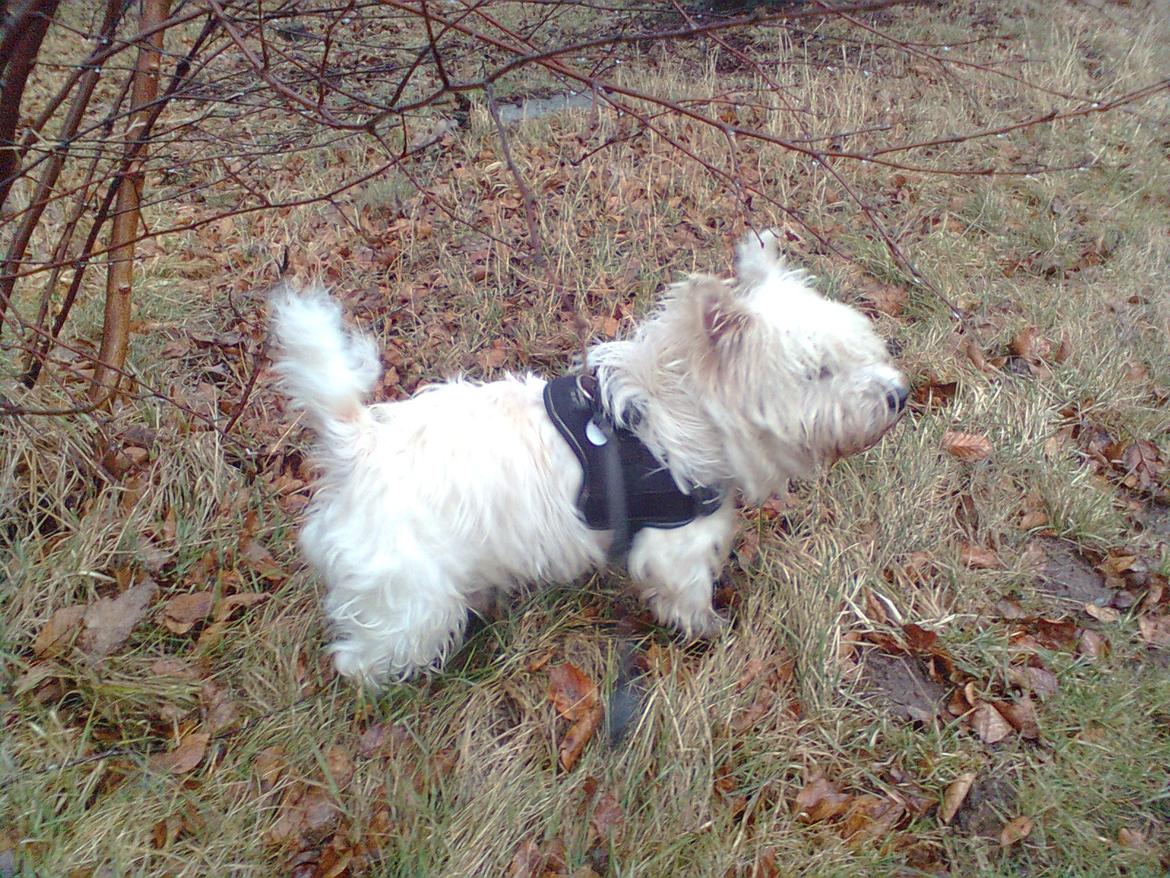 West highland white terrier Whisky billede 10