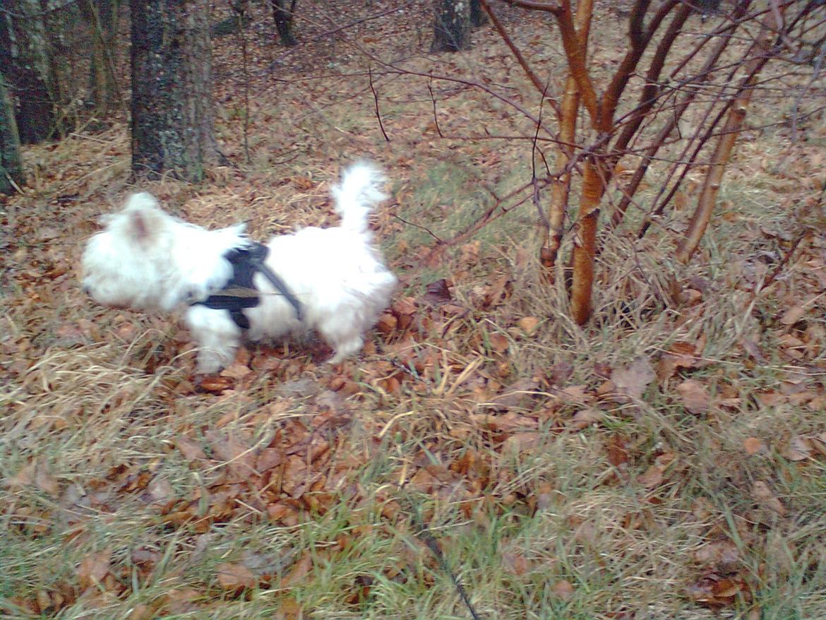 West highland white terrier Whisky billede 11