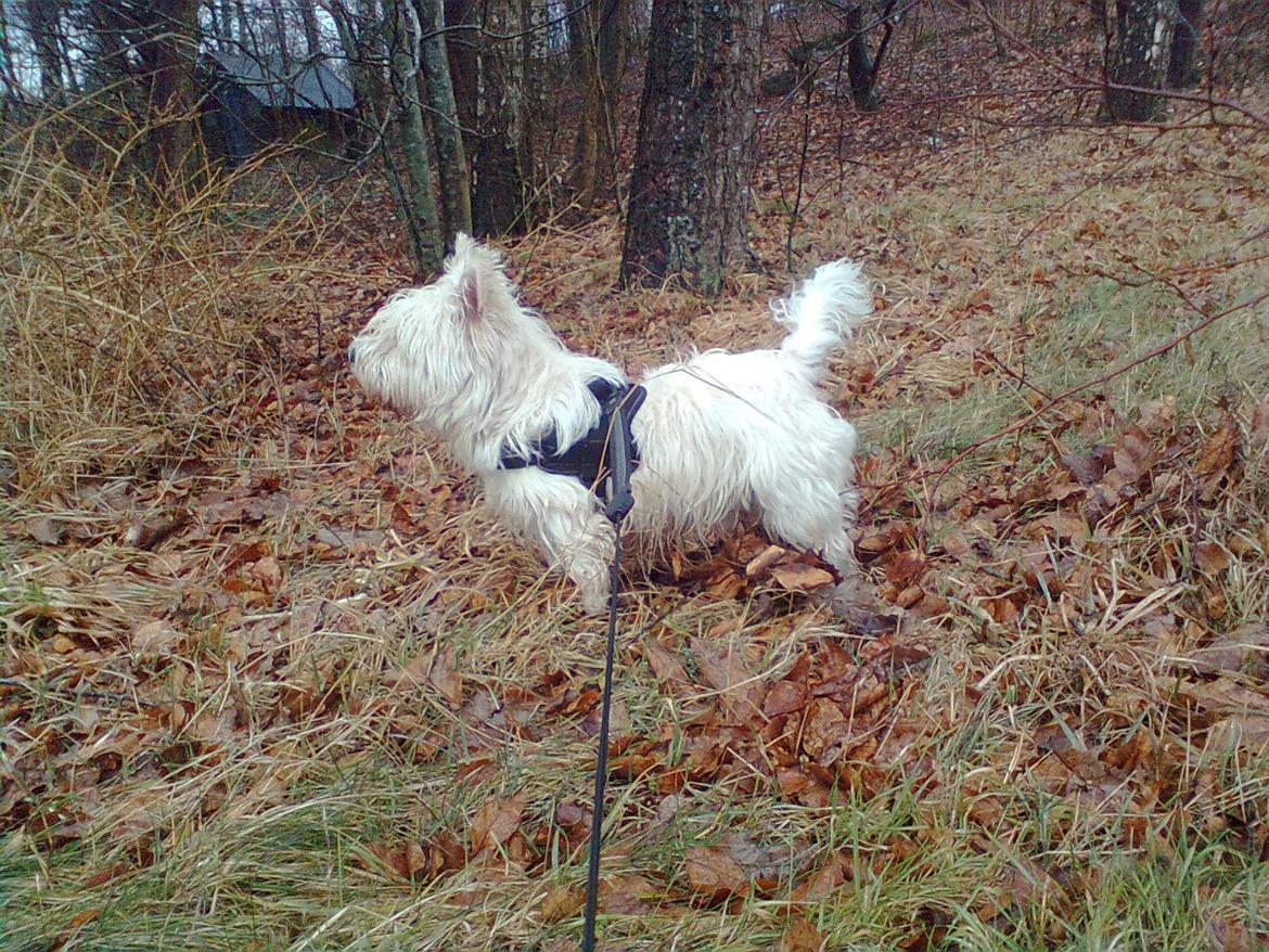 West highland white terrier Whisky billede 12