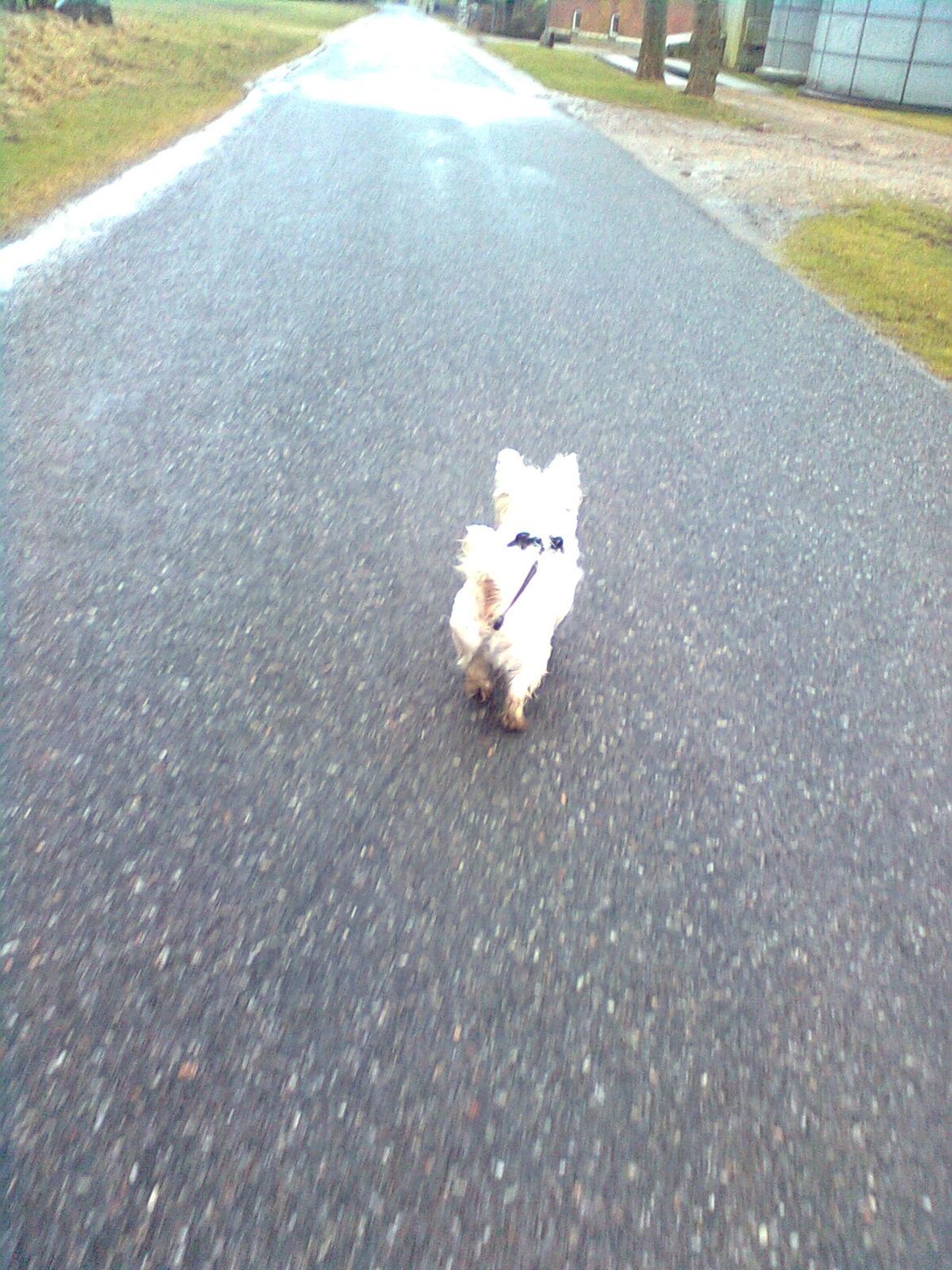 West highland white terrier Whisky billede 13