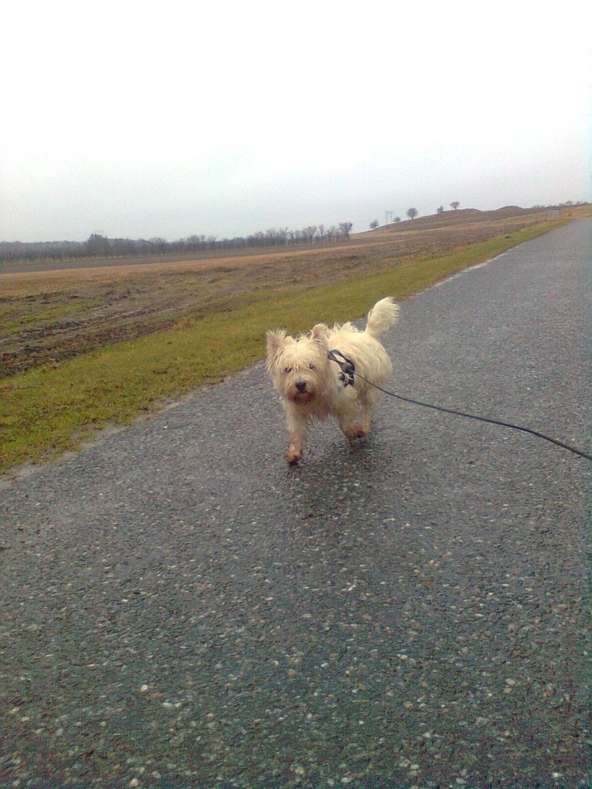 West highland white terrier Whisky billede 14