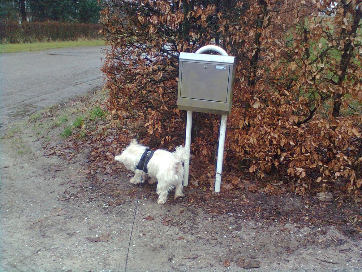 West highland white terrier Whisky billede 15