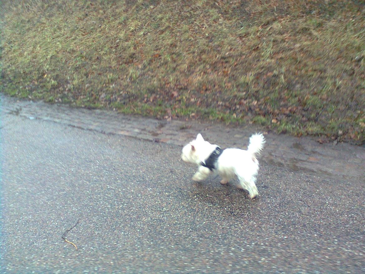 West highland white terrier Whisky billede 16